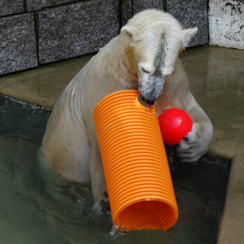 Eisbärin ANORI am 30. Oktober 2016 im Zoo Wuppertal