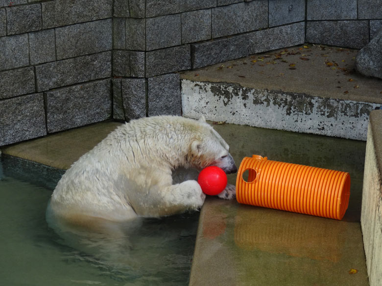 Eisbärin ANORI am 30. Oktober 2016 im Grünen Zoo Wuppertal