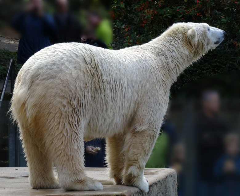 Eisbärin ANORI am 30. Oktober 2016 im Zoo Wuppertal
