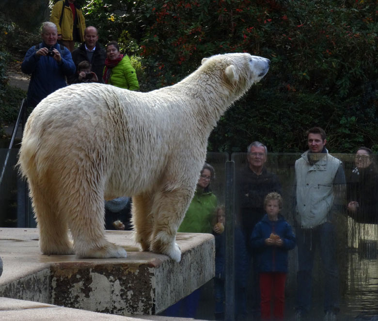 Eisbärin ANORI am 30. Oktober 2016 im Zoologischen Garten der Stadt Wuppertal