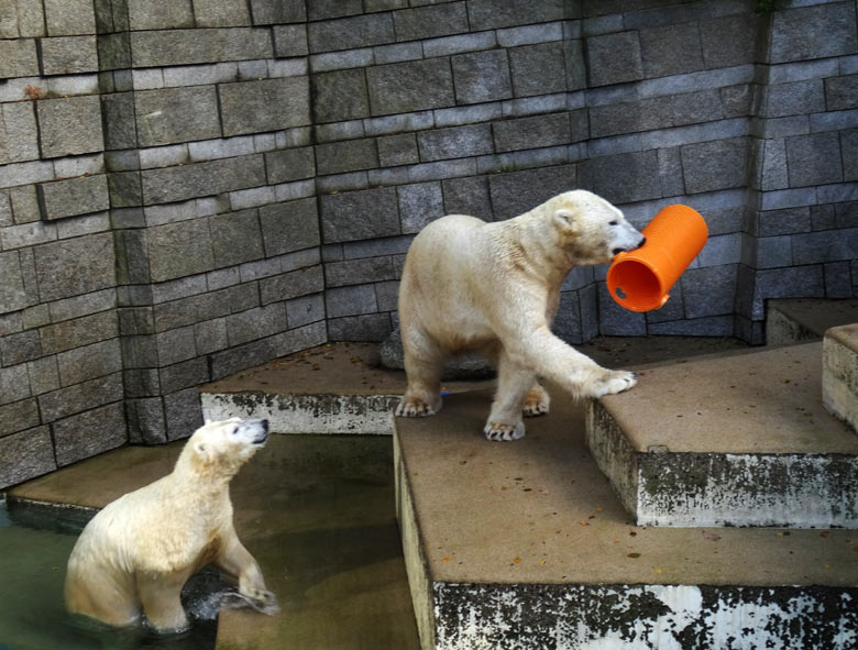 Eisbärin ANORI und Eisbär LUKA am 30. Oktober 2016 im Grünen Zoo Wuppertal