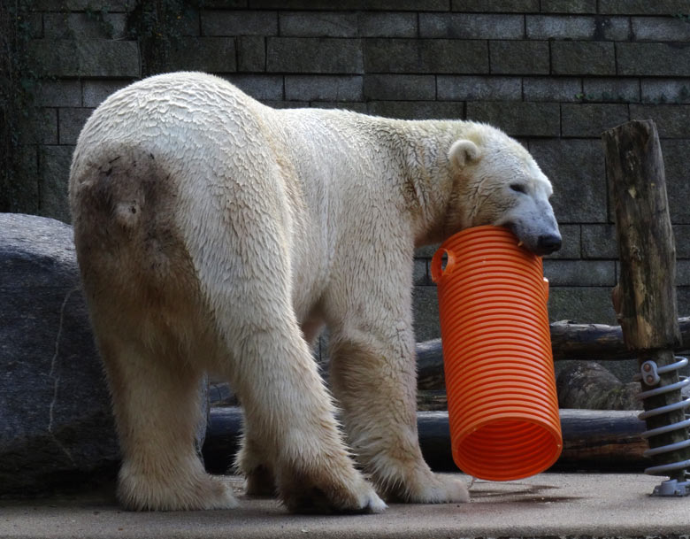 Eisbär LUKA am 30. Oktober 2016 im Wuppertaler Zoo