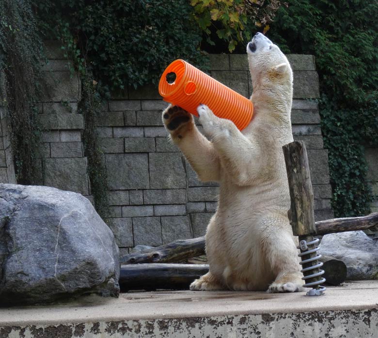 Eisbär LUKA am 30. Oktober 2016 im Grünen Zoo Wuppertal