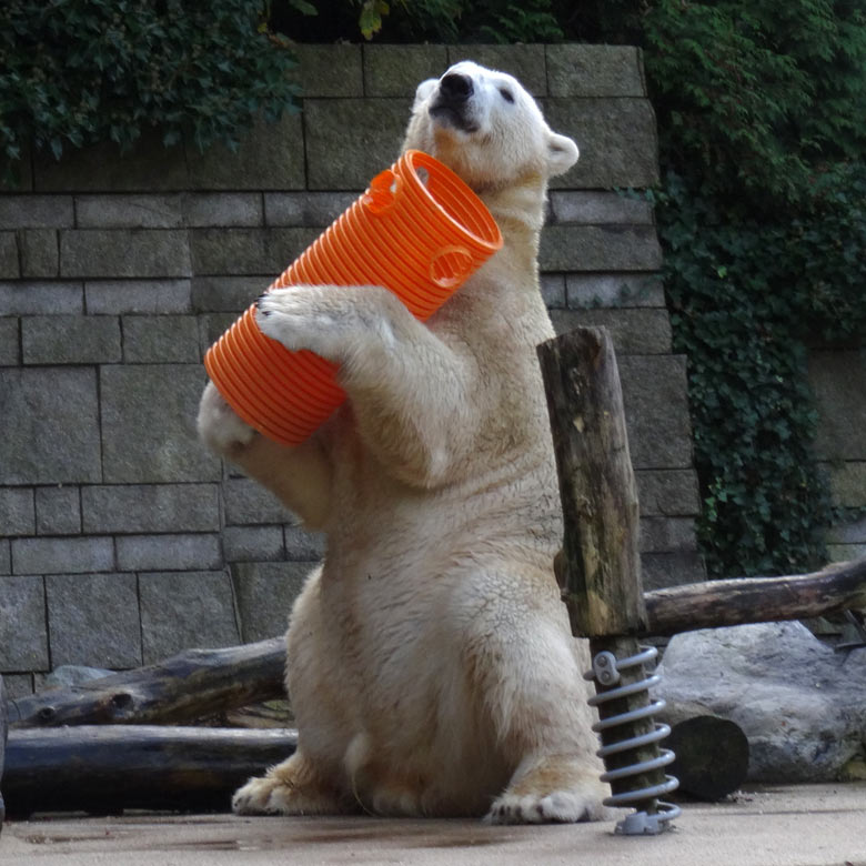 Eisbär LUKA am 30. Oktober 2016 im Wuppertaler Zoo