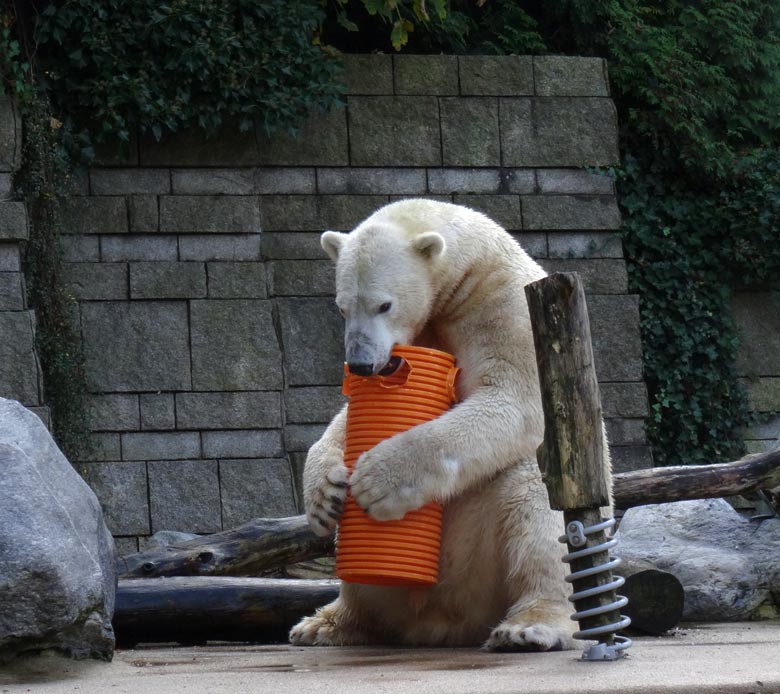 Eisbär LUKA am 30. Oktober 2016 im Zoologischen Garten der Stadt Wuppertal