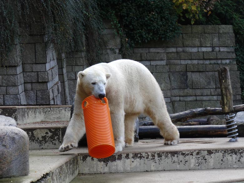 Eisbär LUKA am 30. Oktober 2016 im Wuppertaler Zoo