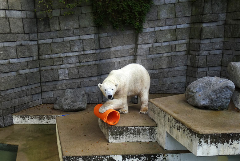 Eisbär LUKA am 30. Oktober 2016 im Zoo Wuppertal