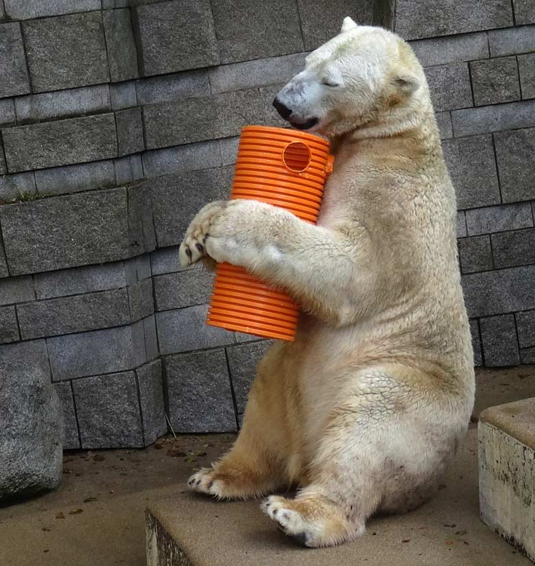 Eisbär LUKA am 30. Oktober 2016 im Zoo Wuppertal