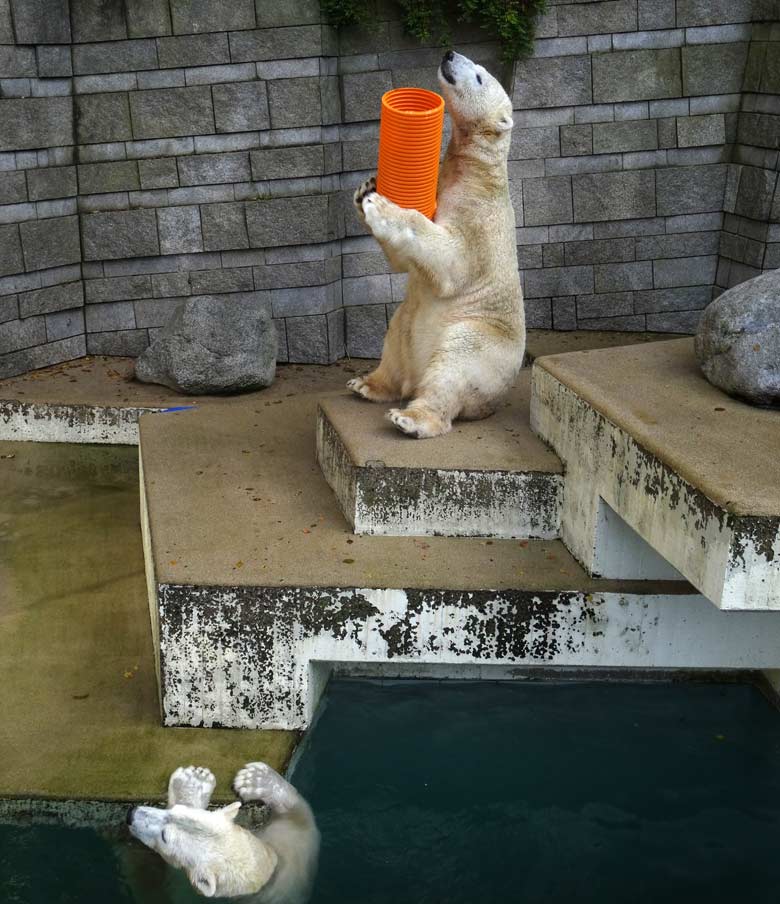 Eisbärin ANORI und Eisbär LUKA am 30. Oktober 2016 im Zoologischen Garten der Stadt Wuppertal