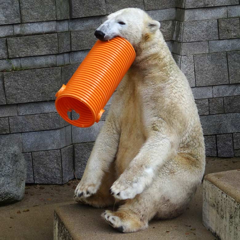 Eisbär LUKA am 30. Oktober 2016 im Grünen Zoo Wuppertal