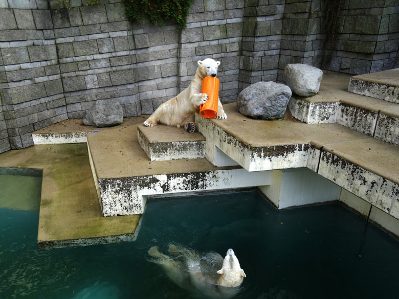 Eisbärin ANORI und Eisbär LUKA am 30. Oktober 2016 im Zoo Wuppertal