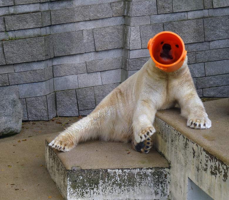 Eisbär LUKA am 30. Oktober 2016 im Zoologischen Garten der Stadt Wuppertal