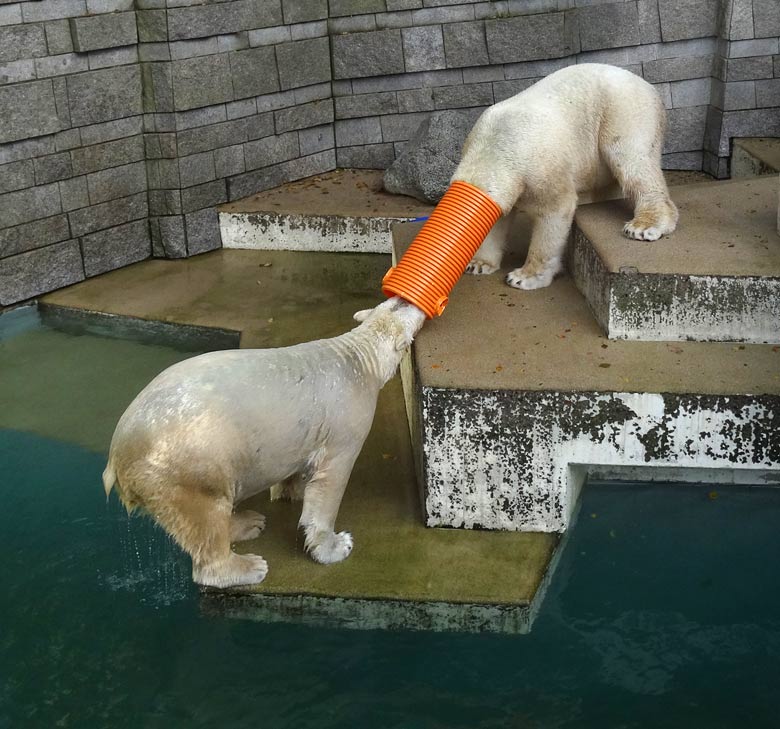 Eisbärin ANORI und Eisbär LUKA am 30. Oktober 2016 im Wuppertaler Zoo