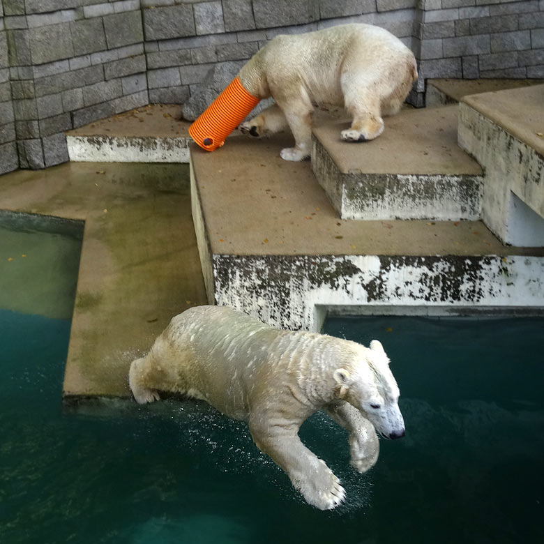 Eisbärin ANORI beim Sprung ins Wasser und Eisbär LUKA mit Rohr am 30. Oktober 2016 im Zoo Wuppertal