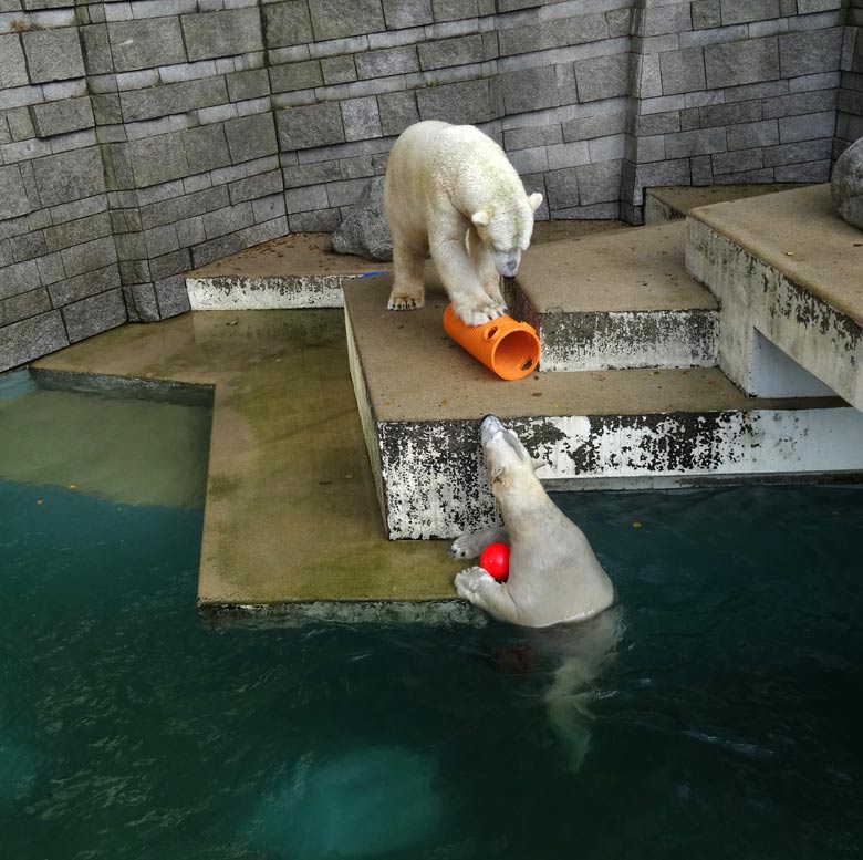 Eisbärin ANORI und Eisbär LUKA am 30. Oktober 2016 im Zoo Wuppertal