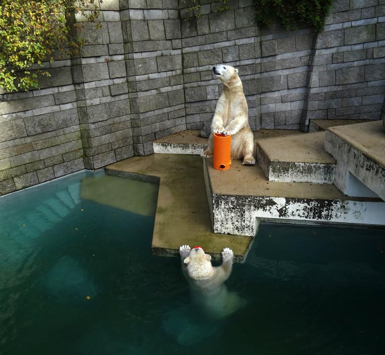 Eisbärin ANORI im Wasser und Eisbär LUKA mit Rohr am 30. Oktober 2016 im Grünen Zoo Wuppertal
