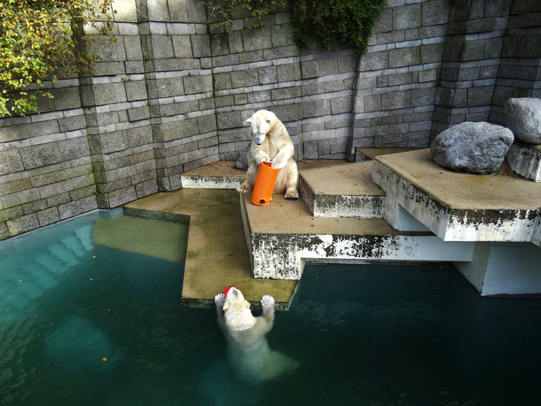 Eisbärin ANORI und Eisbär LUKA am 30. Oktober 2016 im Zoo Wuppertal
