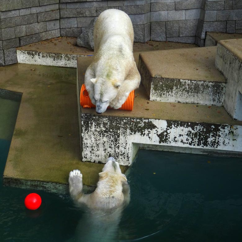 Eisbärin ANORI und Eisbär LUKA am 30. Oktober 2016 im Zoo Wuppertal