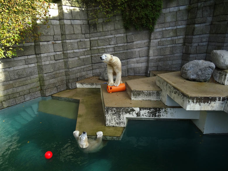 Eisbärin ANORI und Eisbär LUKA am 30. Oktober 2016 im Wuppertaler Zoo