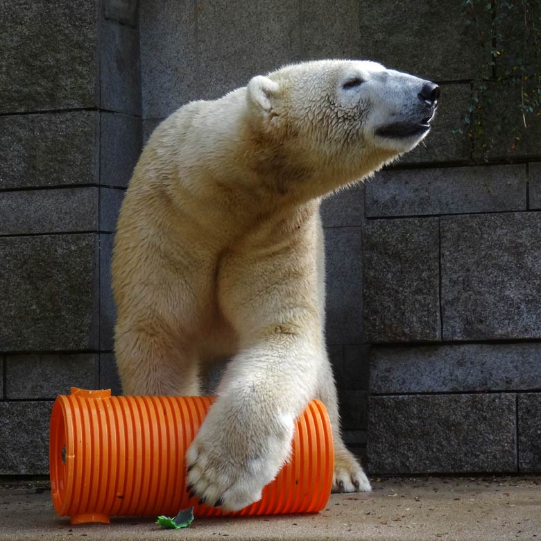 Eisbär LUKA am 30. Oktober 2016 im Zoo Wuppertal