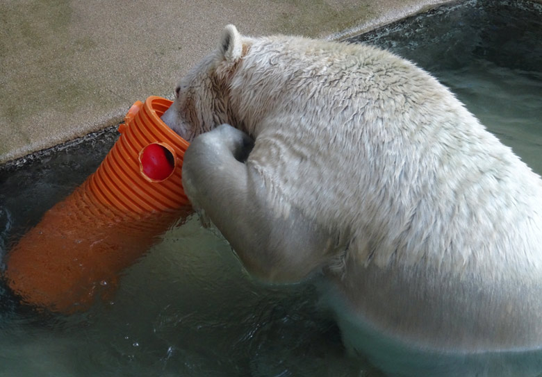 Eisbärin ANORI am 30. Oktober 2016 im Wuppertaler Zoo