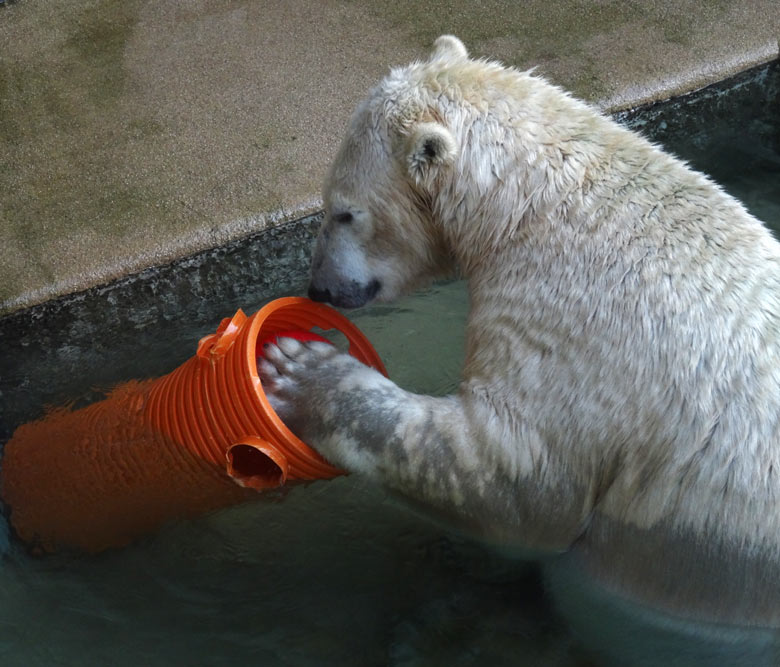 Eisbärin ANORI am 30. Oktober 2016 im Zoologischen Garten der Stadt Wuppertal