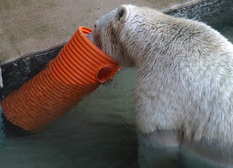 Eisbärin ANORI am 30. Oktober 2016 im Grünen Zoo Wuppertal