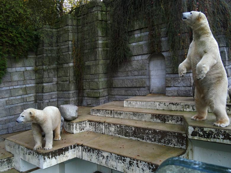 Blicke in eine ungewisse Zukunft der Eisbärin ANORI und des Eisbären LUKA im November 2016 im Zoologischen Garten der Stadt Wuppertal