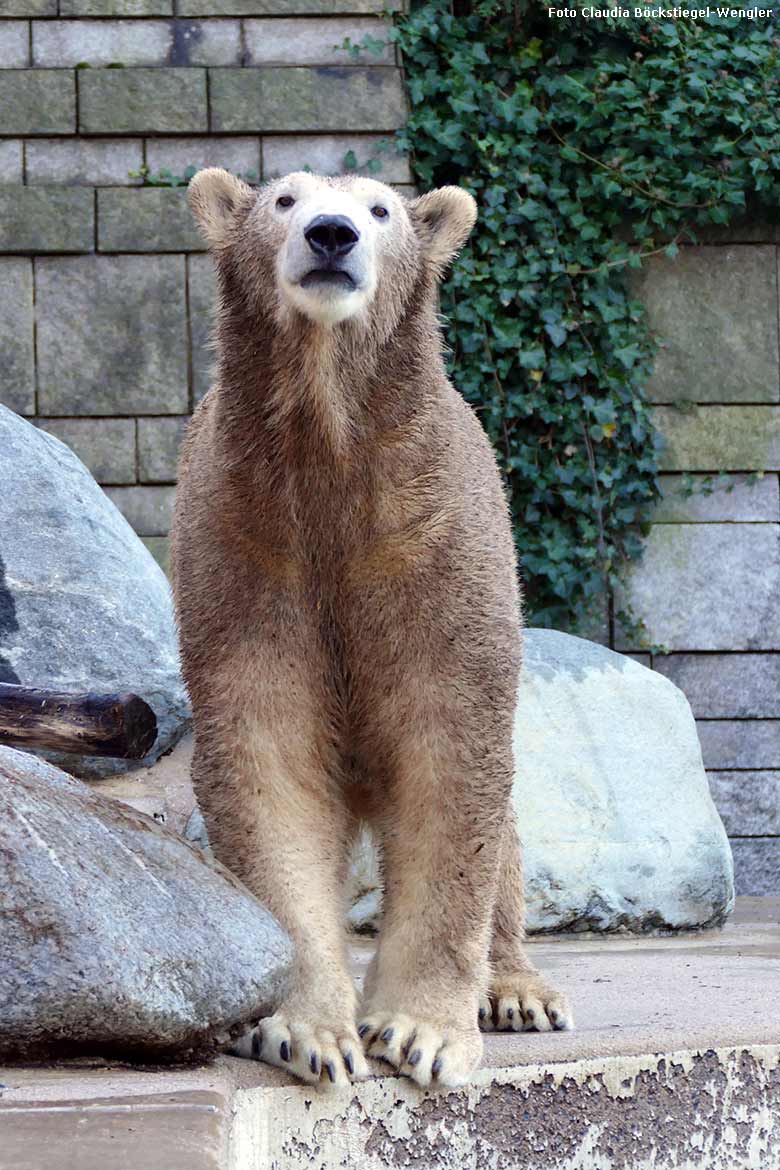 Eisbärin ANORI am 29. Dezember 2016 auf der großen Außenanlage im Wuppertaler Zoo (Foto Claudia Böckstiegel-Wengler)