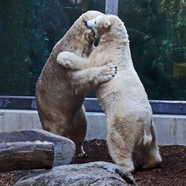 Eisbärin ANORI am 1. Januar 2017 im Wuppertaler Zoo