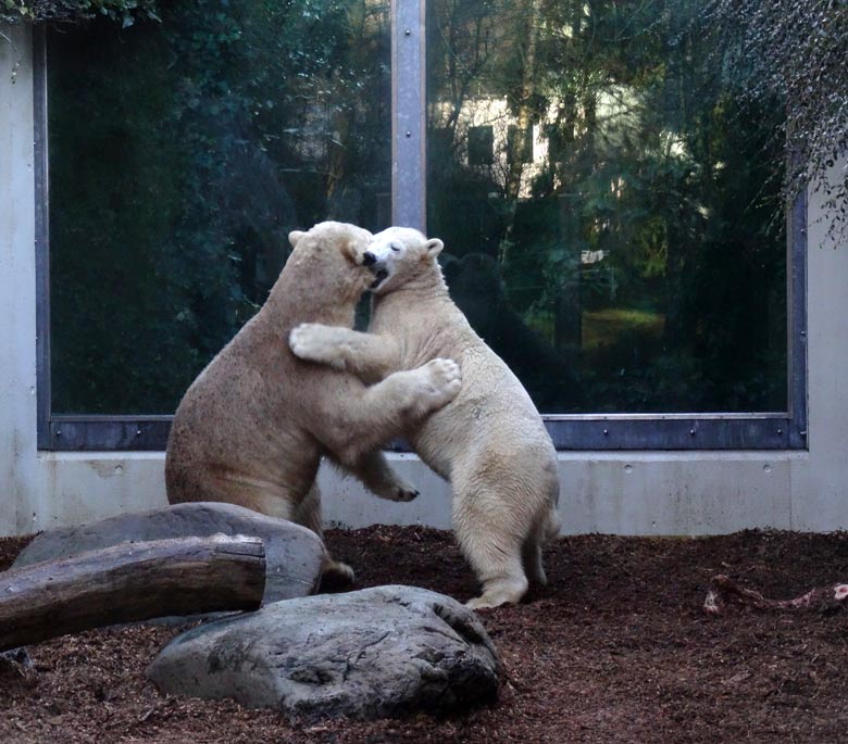 Eisbär LUKA mit Eisbärin ANORI am 1. Januar 2017 auf der kleinen Außenanlage im Grünen Zoo Wuppertal