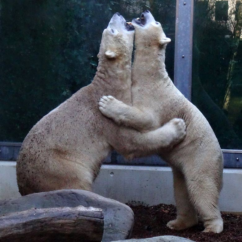 Eisbär LUKA mit Eisbärin ANORI am 1. Januar 2017 auf der kleinen Außenanlage im Zoo Wuppertal