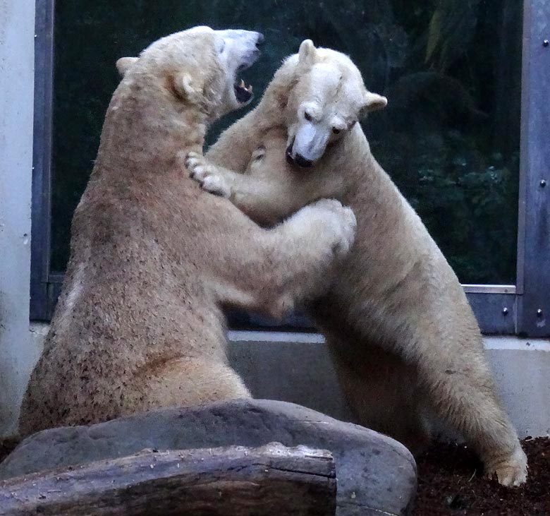 Eisbär LUKA mit Eisbärin ANORI am 1. Januar 2017 auf der kleinen Außenanlage im Wuppertaler Zoo