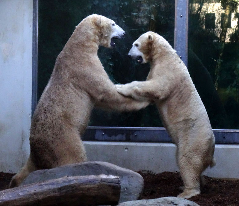 Eisbär LUKA mit Eisbärin ANORI am 1. Januar 2017 auf der kleinen Außenanlage im Grünen Zoo Wuppertal