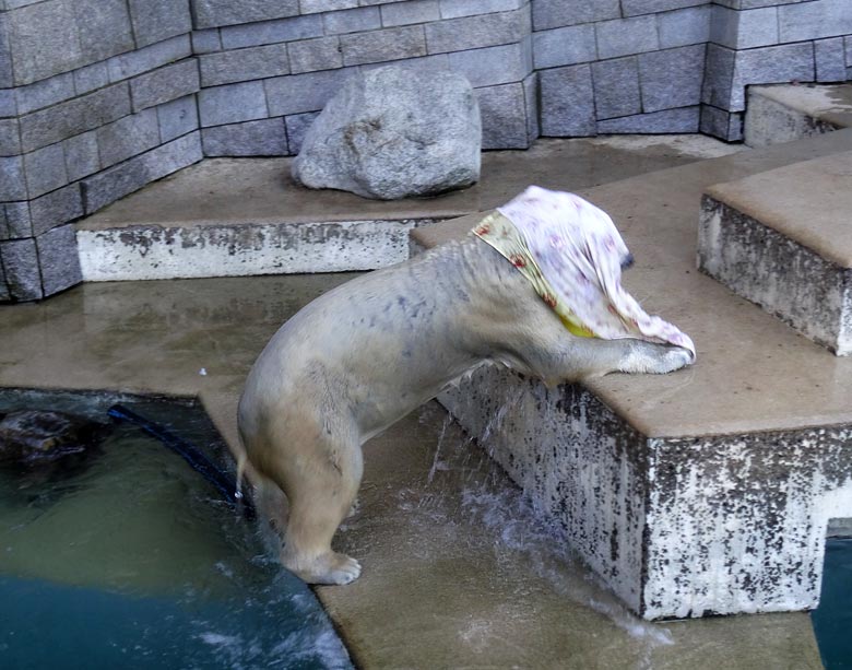 Eisbärin ANORI am 21. Januar 2017 im Grünen Zoo Wuppertal