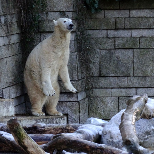 Eisbärin ANORI am 21. Januar 2017 im Wuppertaler Zoo