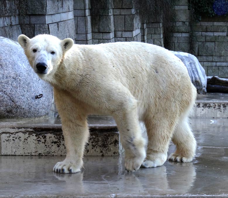 Eisbärin ANORI am 21. Januar 2017 im Zoologischen Garten der Stadt Wuppertal