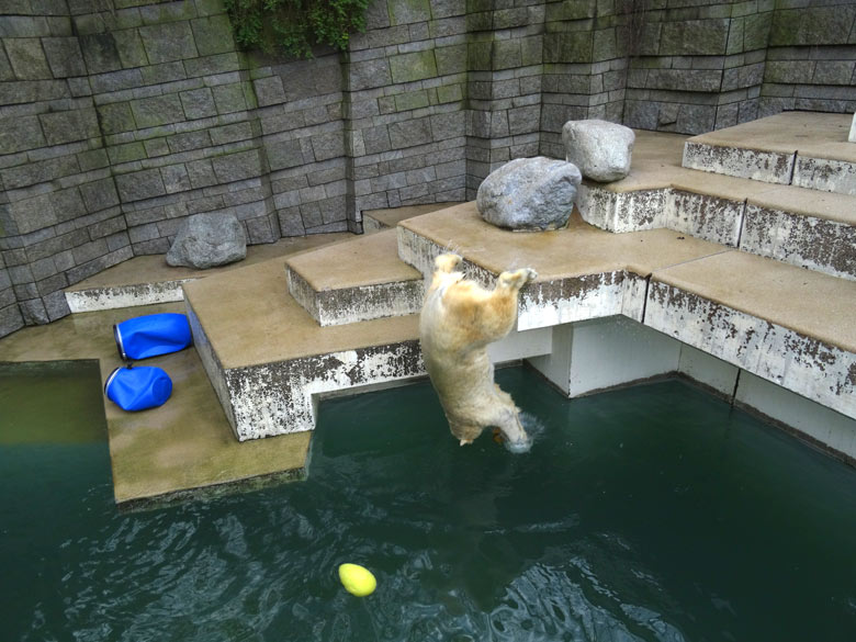 Eisbärin ANORI am 2. Februar 2017 im Zoo Wuppertal