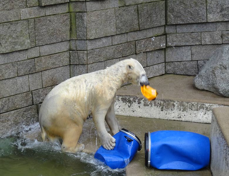 Eisbärin ANORI am 2. Februar 2017 im Grünen Zoo Wuppertal