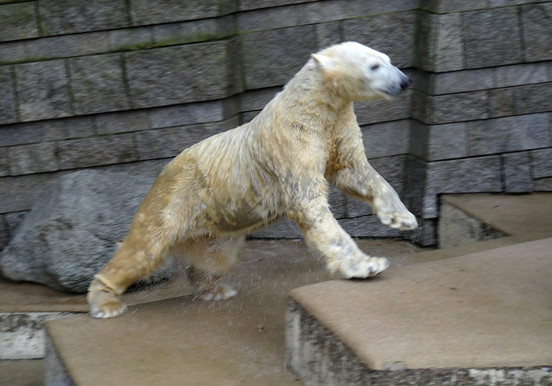 Eisbärin ANORI am 2. Februar 2017 im Zoo Wuppertal