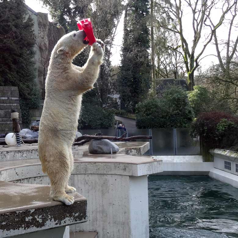 Eisbärin ANORI am 5. Februar 2017 im Zoo Wuppertal