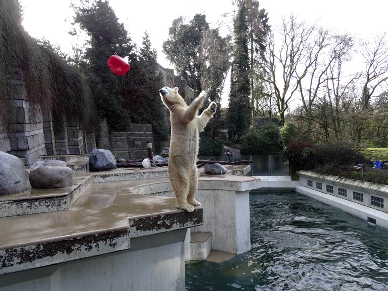 Eisbärin ANORI am 5. Februar 2017 im Wuppertaler Zoo