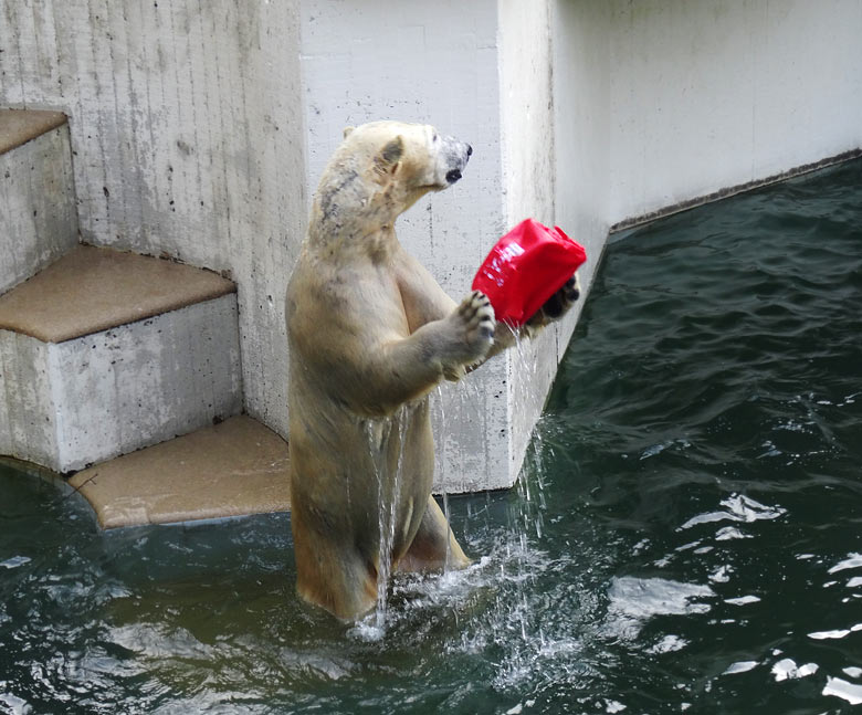 Eisbärin ANORI am 5. Februar 2017 im Grünen Zoo Wuppertal