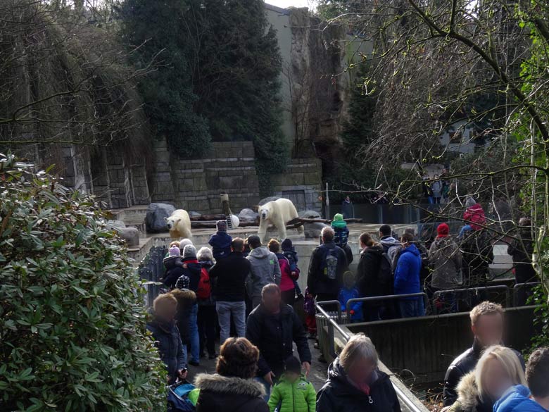 Eisbärin ANORI und Eisbär LUKA am 5. Februar 2017 im Zoologischen Garten Wuppertal