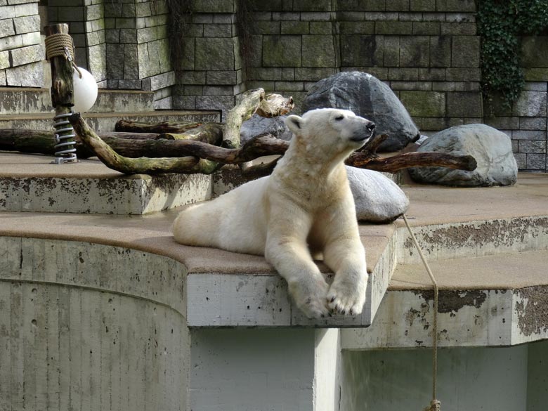 Eisbärin ANORI am 19. März 2017 im Wuppertaler Zoo