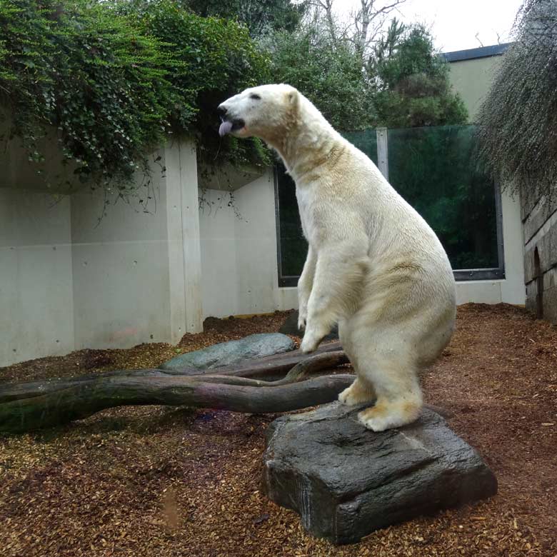 Eisbär LUKA am 19. März 2017 im Wuppertaler Zoo