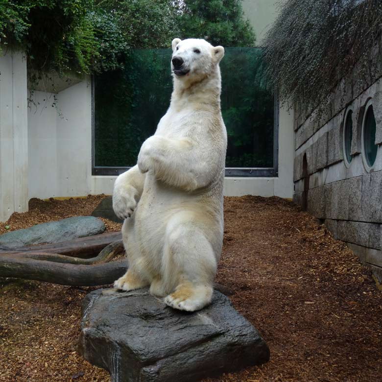 Eisbär LUKA am 19. März 2017 im Grünen Zoo Wuppertal