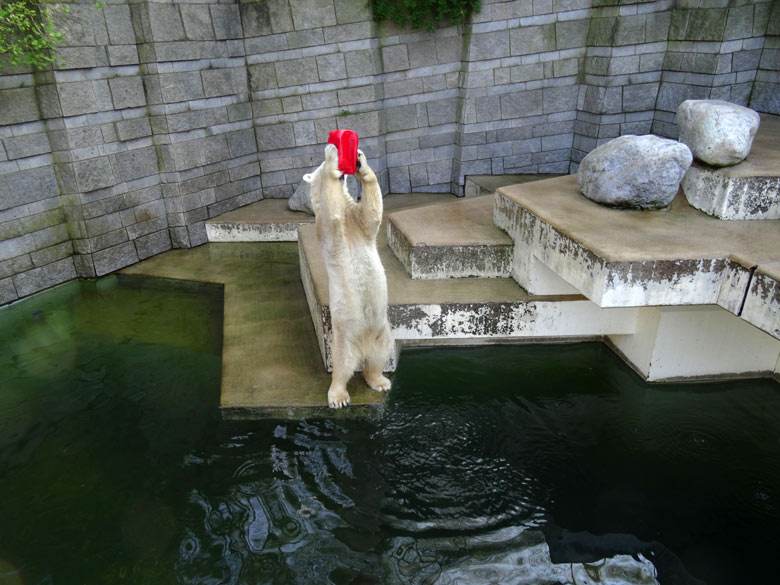 Eisbärin ANORI mit rotem Kanister am 2. April 2017 auf der Außenanlage im Zoo Wuppertal