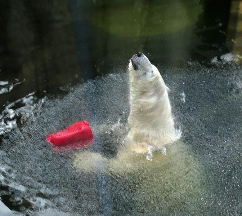 Eisbärin ANORI mit rotem Kanister am 2. April 2017 auf der Außenanlage im Grünen Zoo Wuppertal