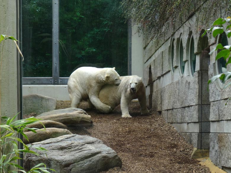 Eisbär LUKA und Eisbärin ANORI am 8. April 2017 im Zoo Wuppertal